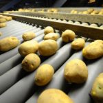 Картошканы кайра иштетүүчү завод курулууда